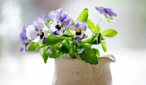 pansy-bouquet-wide-l[1].jpg